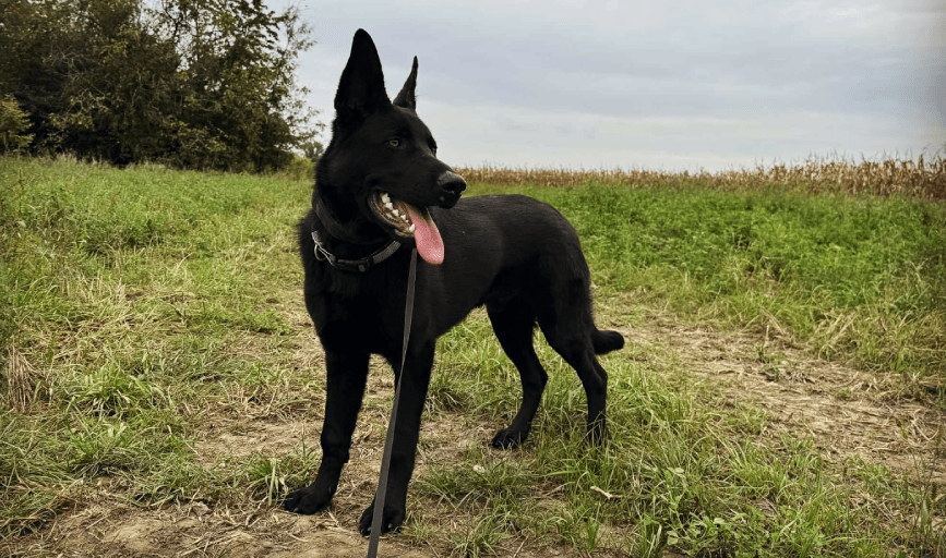 Dog Walking Service