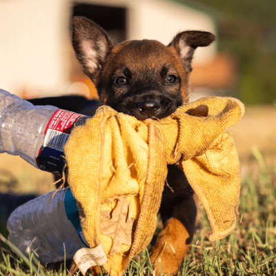 Puppy Training